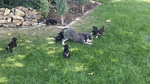 Törpe schnauzer fekete ezüst - kép 7