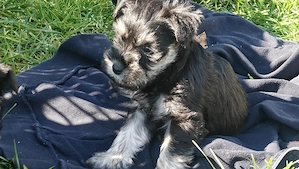 Törpe schnauzer fekete ezüst - kép 2