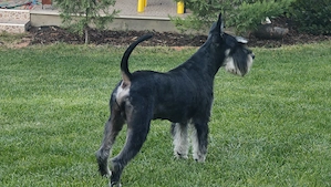 Törpe schnauzer fekete ezüst - kép 6