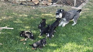 Törpe schnauzer fekete ezüst - kép 8