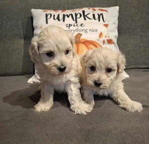 Maltipoo fajtatiszta jellegű kiskutyák foglalhatóak  - kép 7