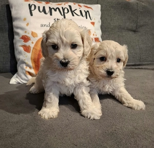 Maltipoo fajtatiszta jellegű kiskutyák foglalhatóak  - kép 10