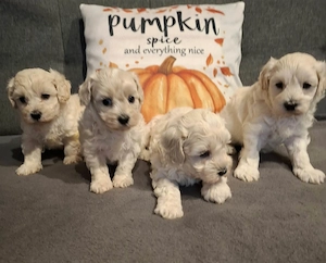 Maltipoo fajtatiszta jellegű kiskutyák foglalhatóak  - kép 3