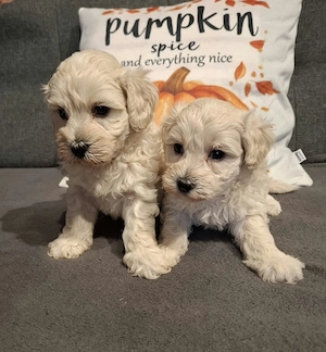 Maltipoo fajtatiszta jellegű kiskutyák foglalhatóak  - kép 9