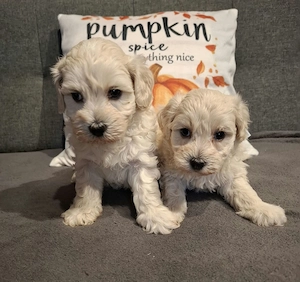 Maltipoo fajtatiszta jellegű kiskutyák foglalhatóak  - kép 8