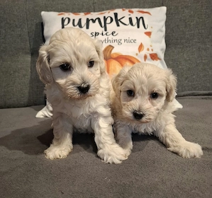 Maltipoo fajtatiszta jellegű kiskutyák foglalhatóak  - kép 5