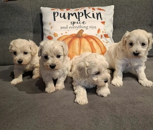 Maltipoo fajtatiszta jellegű kiskutyák foglalhatóak  - kép 2