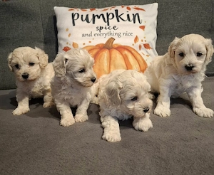 Maltipoo fajtatiszta jellegű kiskutyák foglalhatóak  - kép 4