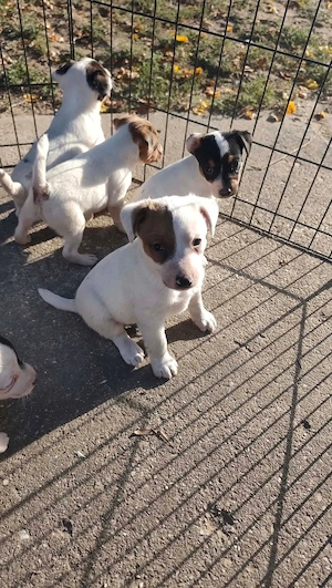 Eladó Jack Russel terrier kölykök 
