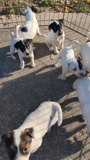 Eladó Jack Russel terrier kölykök  - kép 3