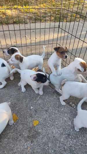 Eladó Jack Russel terrier kölykök  - kép 2
