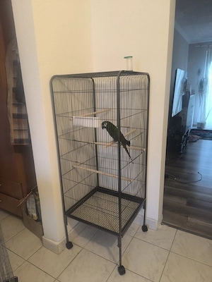 Vöröshátú arapapagáj