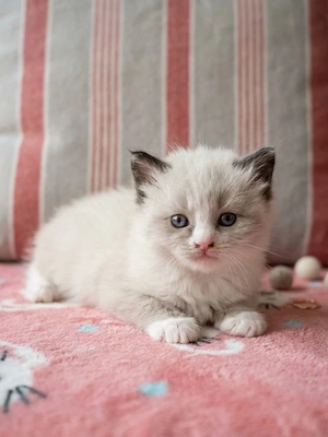 Minőségi, bicolor Ragdoll cicák foglalhatók! - kép 2