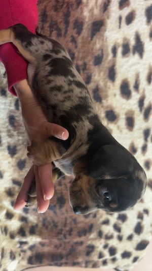 Harlekin tacskó  - kép 5