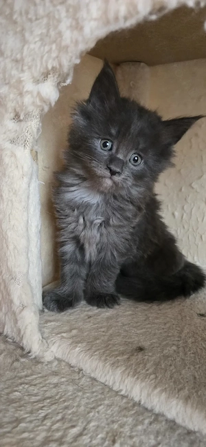 Maine Coon cicák otthont keresnek!!