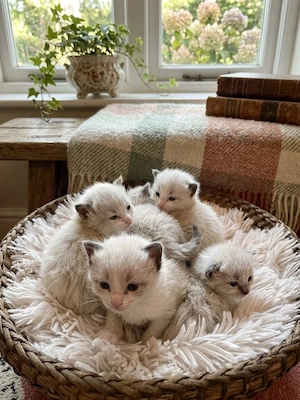 Minőségi, bicolor Ragdoll cicák foglalhatók!