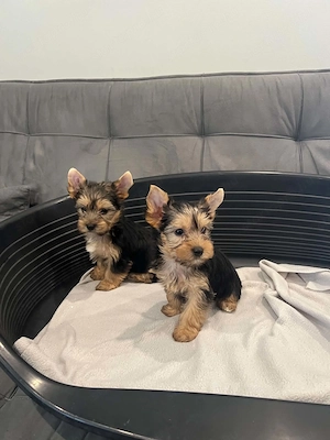 yorkshire terrier kutyusok - kép 2
