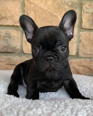 Francia bulldog kolykok - kép 2