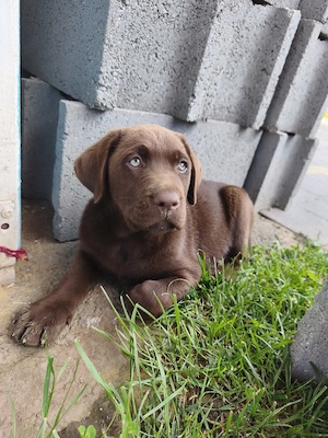 Eladó labrador kiskutyák  - kép 2