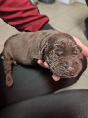 Eladó labrador kiskutyák  - kép 3