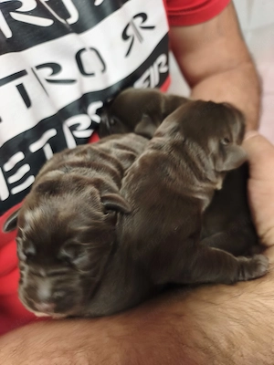 Eladó labrador kiskutyák  - kép 4