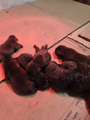 Eladó labrador kiskutyák  - kép 5