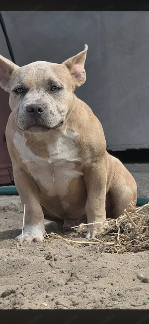 American bully kiskutyák - kép 3