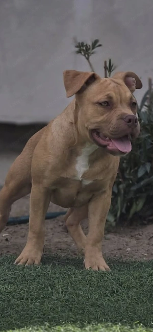 American bully kiskutyák - kép 4