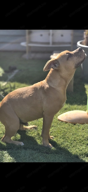 American bully kiskutyák - kép 5