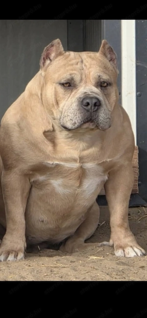 American bully kiskutyák - kép 2
