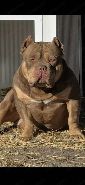American bully kiskutyák
