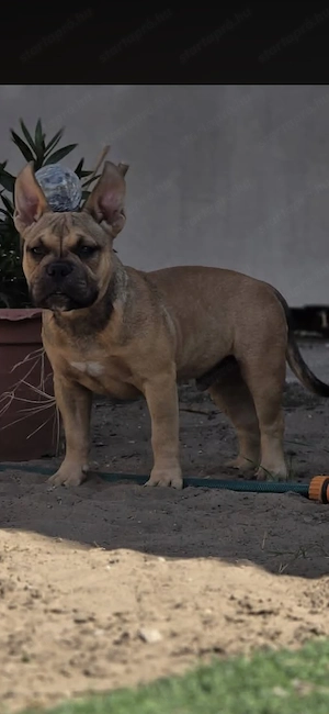 American bully kiskutyák - kép 6
