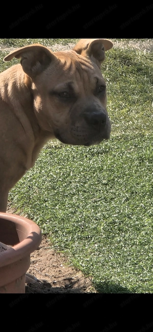 American bully kiskutya