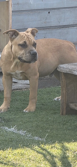 American bully kiskutya - kép 2
