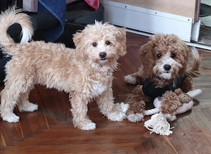 5 hónapos, tündéri Maltipoo kislány szerető családot keres  - kép 3