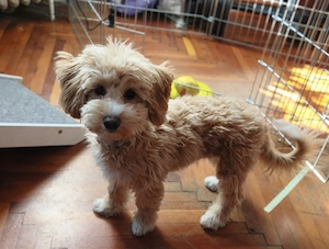 5 hónapos, tündéri Maltipoo kislány szerető családot keres 