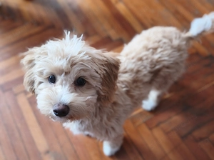 5 hónapos, tündéri Maltipoo kislány szerető családot keres  - kép 2