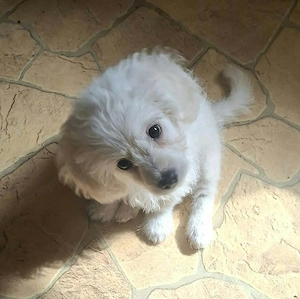 Maltipoo kisl ny - kép 2