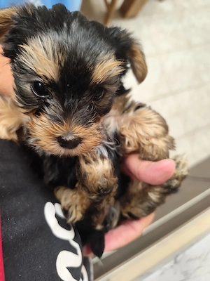 yorkshire terrier mini kislány eladó. - kép 2