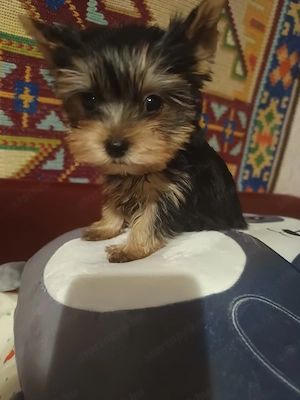 Mini yorki kisfiú  - kép 3