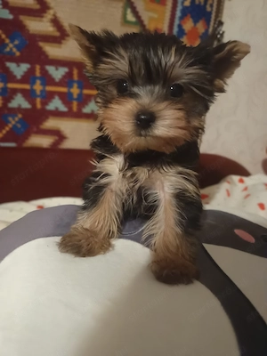 Mini yorki kisfiú  - kép 4