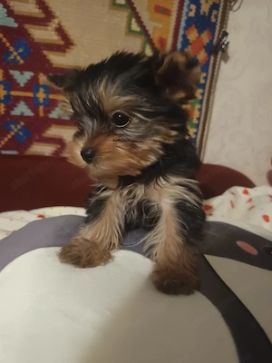 Mini yorki kisfiú  - kép 5