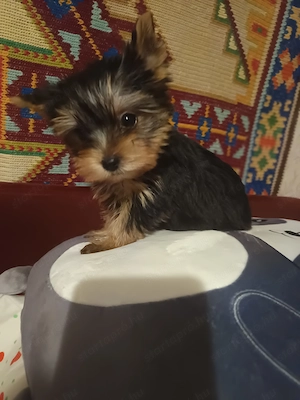 Mini yorki kisfiú  - kép 2