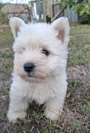 Westie kisfiúk foglalhatók 