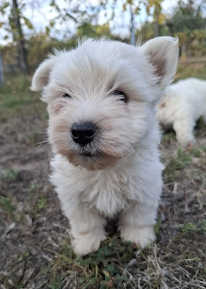 Westie kisfiúk foglalhatók  - kép 5