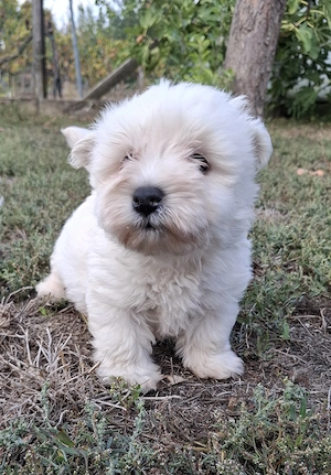 Westie kisfiúk foglalhatók  - kép 6