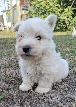 Westie kisfiúk foglalhatók  - kép 4