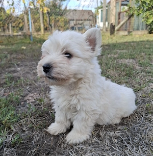 Westie kisfiúk foglalhatók  - kép 3