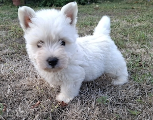 Westie kisfiúk foglalhatók  - kép 7