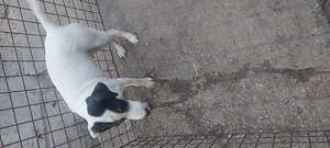 Eladó jack Russell  - kép 2